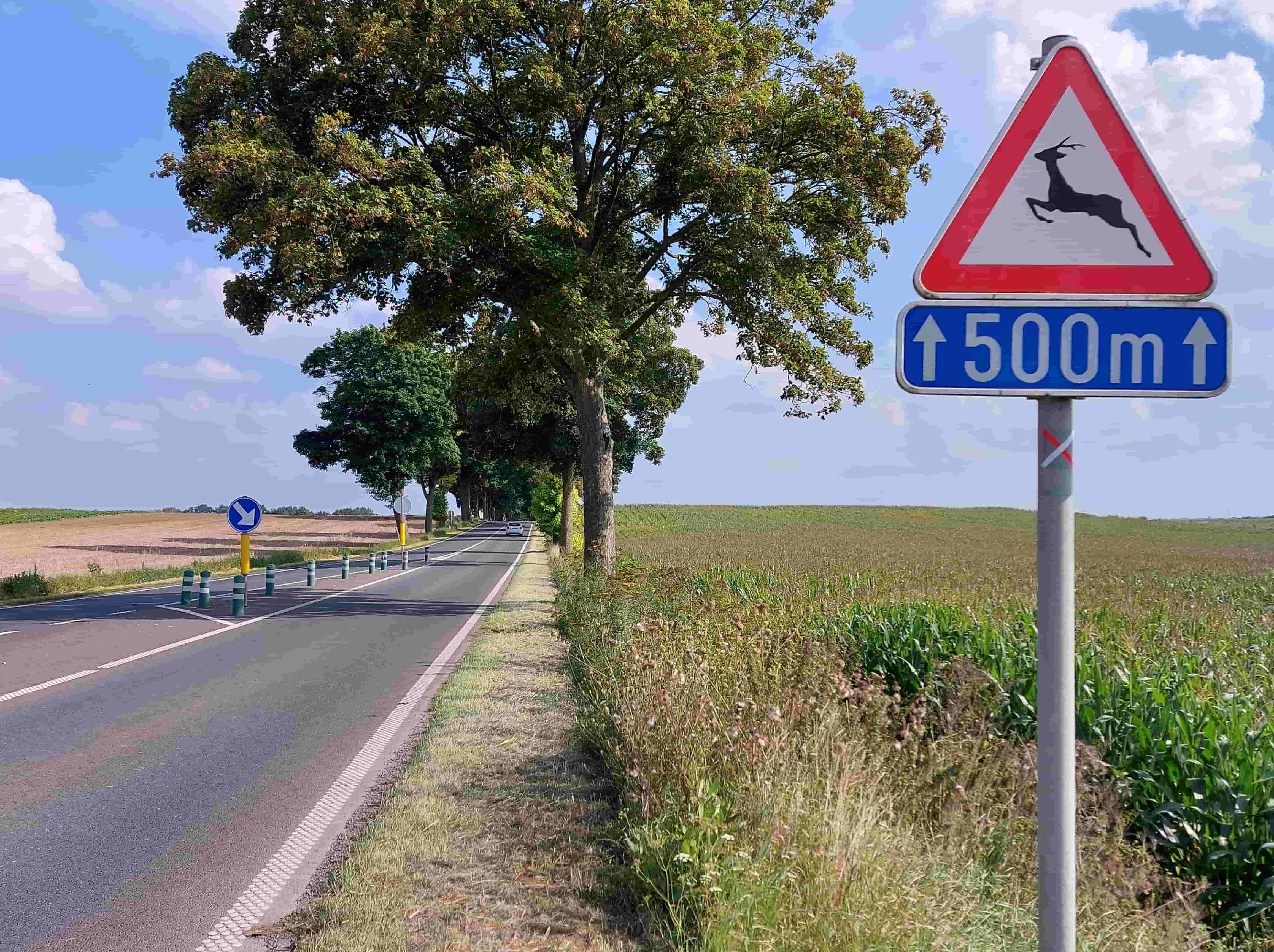 En tant qu'expert en code de la route belge, voici une analyse détaillée de l'image pour comprendre le contexte de la question "Ce signal de danger m'indique une traversée de :".
Description Détaillée de la Situation Routière :
Type de situation routière :
L'image représente une portion de route en milieu rural, caractérisée par un paysage ouvert. Il s'agit d'une route bidirectionnelle (à double sens de circulation), comme l'indique la ligne discontinue au centre. La chaussée est asphaltée et semble être en bon état. La route est relativement droite sur la distance visible, bordée de part et d'autre par des éléments naturels et agricoles.
Éléments visibles :
Chaussée et accotements : La route est une bande d'asphalte sombre. Sur le côté droit de la chaussée, un accotement herbeux (berme) sépare la route d'un grand champ cultivé. Sur le côté gauche, un accotement herbeux est également présent, parsemé de potelets.
Environnement naturel :
À droite, un grand champ de cultures hautes (ressemblant à du maïs) s'étend jusqu'à l'horizon.
À gauche, un autre champ (peut-être moissonné ou de culture basse) est visible.
Une ligne d'arbres matures, à feuillage dense, longe la route des deux côtés, créant une sorte d'allée arborée plus loin dans la perspective. Un grand arbre se dresse également sur la droite, au premier plan.
Le ciel est bleu, parsemé de quelques nuages blancs.
Véhicules : Un seul véhicule, une voiture de couleur blanche, est visible très loin sur la chaussée, dans le sens de circulation opposé à celui du point de vue du conducteur (elle s'éloigne).
Marquages au sol :
Une ligne blanche continue et rugueuse (bande de rive) délimite le bord droit de la chaussée.
Une ligne blanche discontinue (trait d'axe) est peinte au centre de la chaussée, séparant les deux voies de circulation et autorisant le dépassement si les conditions le permettent.
Sur la gauche, au niveau des potelets, on peut distinguer des marquages blancs au sol (hachures ou flèches) indiquant une zone à ne pas franchir ou une séparation de voies.
Autres éléments :
Des potelets (balises) rayés vert et blanc sont alignés sur le côté gauche de la chaussée, marquant une séparation ou un îlot directionnel.
Le poteau du panneau principal, au premier plan à droite, porte des marques peintes en rouge et blanc en forme de "X", qui sont généralement des repères pour des services techniques (géomètres, télécom, etc.) et ne relèvent pas du code de la route.
Position et direction des véhicules s'il y en a :
Une voiture blanche est visible au loin, roulant sur la voie de droite (pour son sens de circulation) et s'éloignant du point de vue du conducteur.
Panneaux de signalisation présents et leur signification (selon le Code de la Route belge) :
Au premier plan, à droite :
Signal de danger A15 : Un panneau triangulaire à bordure rouge, fond blanc, et une silhouette noire d'un cerf ou chevreuil en train de bondir. Ce signal indique un danger de traversée d'animaux sauvages. Le conducteur doit être particulièrement vigilant, réduire sa vitesse et être prêt à freiner.
Panneau additionnel (sous le A15) : Un panneau rectangulaire bleu avec l'inscription "↑ 500m ↑" en lettres blanches. Ce panneau précise la portée ou l'étendue du danger. Il signifie que le danger de traversée d'animaux sauvages s'étend sur les 500 mètres suivants à partir de ce point. Les flèches pointant vers le haut de chaque côté du "500m" confirment qu'il s'agit d'une étendue sur le tronçon de route et non d'une distance avant le danger.
À mi-distance, à gauche :
• Signal D1 (ou similaire) : Un panneau circulaire bleu avec une flèche blanche pointant vers le bas et la gauche. Ce type de panneau est un signal d'obligation qui indique aux conducteurs de contourner un obstacle ou un îlot directionnel par la gauche. Il est généralement utilisé pour guider la circulation et signaler une zone où les véhicules ne peuvent pas passer. Dans ce contexte, il semble marquer la séparation entre la voie de circulation et l'aménagement délimité par les potelets.
Tout autre élément pertinent pour comprendre la situation :
Le contexte rural avec les vastes champs et l'allée d'arbres est directement pertinent pour le signal A15. Ces environnements sont des habitats naturels pour la faune sauvage (cerfs, chevreuils, sangliers, lapins, etc.), qui peut surgir à tout moment sur la chaussée. Le panneau additionnel est crucial car il indique que la vigilance est requise non pas juste au niveau du panneau, mais sur une distance significative de 500 mètres. La présence de la ligne discontinue centrale et l'absence de trafic dense suggèrent une route où les vitesses peuvent être plus élevées, augmentant le risque en cas de rencontre avec un animal.
En résumé, la question porte sur le panneau de danger A15, qui, avec son panneau additionnel de portée, indique une zone où il y a un risque élevé de traversée d'animaux sauvages sur les 500 prochains mètres.
